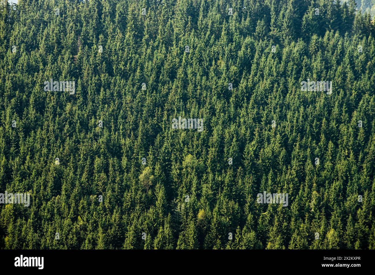 Vista dall'alto delle cime degli alberi delle foreste di conifere dei Carpazi. Foto Stock