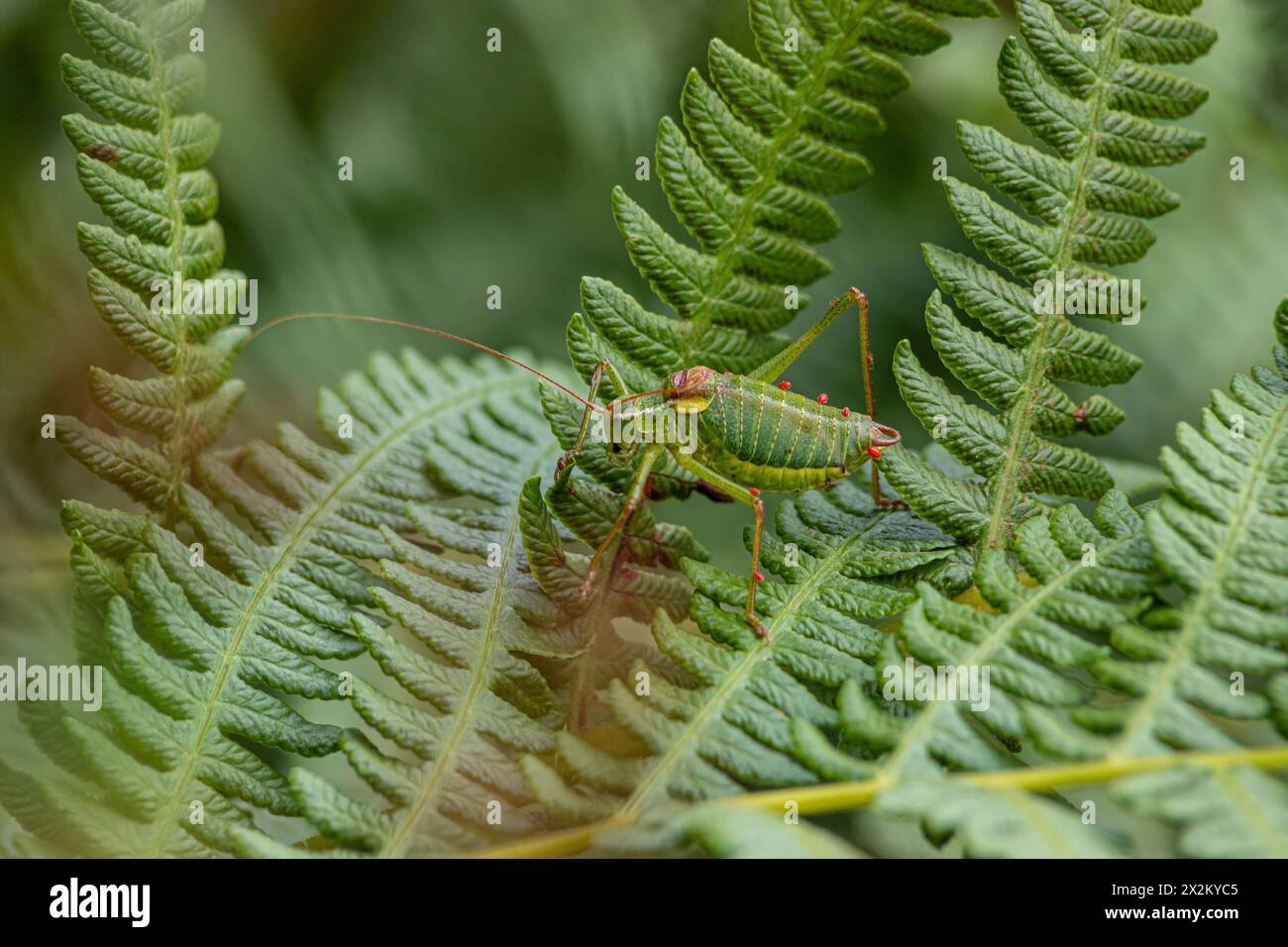 Steropleurus pseudolus Saddle Bush-cricket grande grasshopper senza ali verde. endemico. luce naturale Foto Stock