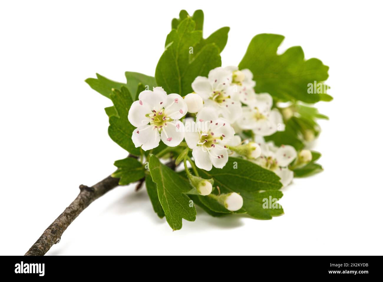 Biancospino (Crataegus monogyna) fiori isolati su sfondo bianco Foto Stock