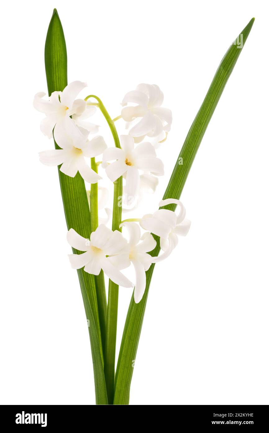 Fiori di Giacinto bianchi isolati su sfondo bianco Foto Stock
