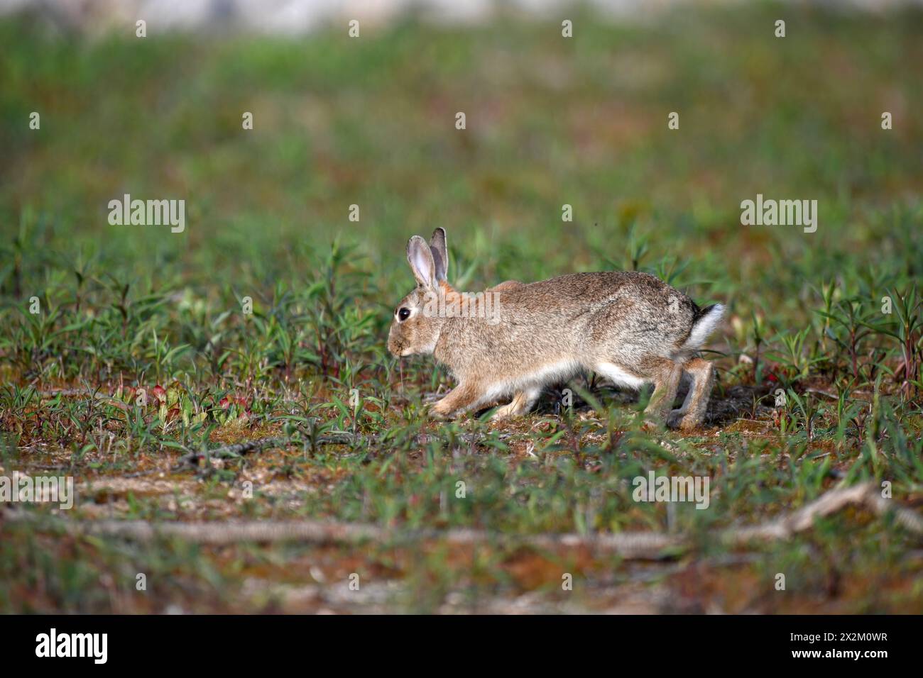 Zoologia, mammifero (mammalia), coniglio europeo (Oryctolagus cuniculus) in un campo vicino ad Achern, ADDITIONAL-RIGHTS-CLEARANCE-INFO-NOT-AVAILABLE Foto Stock