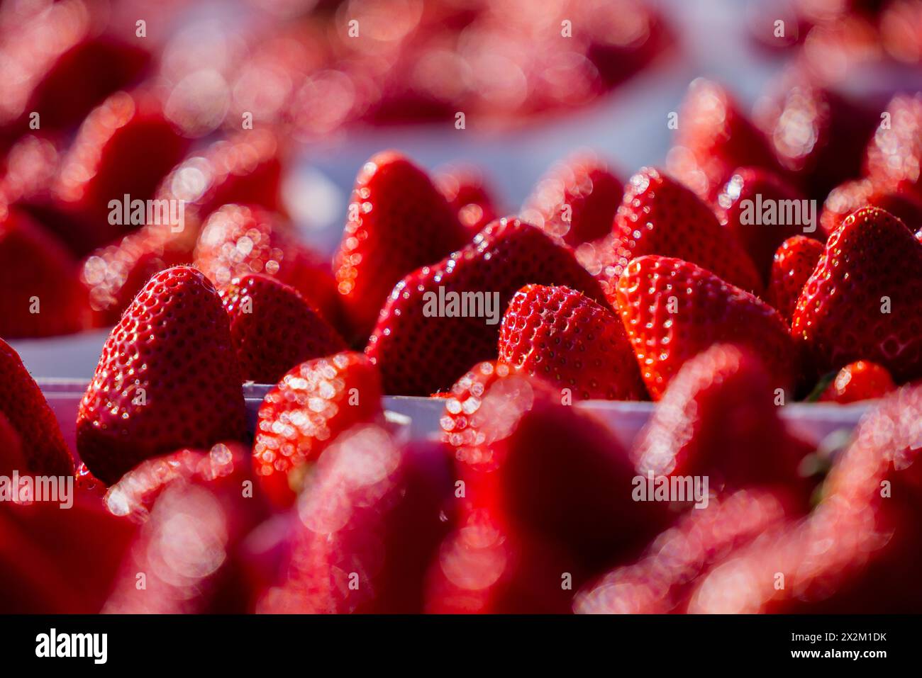 Wachtberg, Germania. 23 aprile 2024. Le fragole sono pronte all'apertura della stagione delle fragole in un campo dell'azienda agricola Obstbau Häger. Crediti: Rolf Vennenbernd/dpa/Alamy Live News Foto Stock