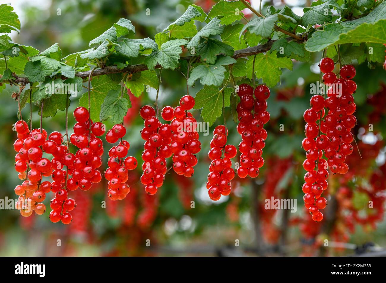 Botanica, ribes in un cespuglio, a Moesbach, Foresta Nera, Ortenau-Kreis, Baden-Wuerttemberg, GERMANIA, ULTERIORI-DIRITTI-AUTORIZZAZIONE-INFORMAZIONI-NON-DISPONIBILI Foto Stock