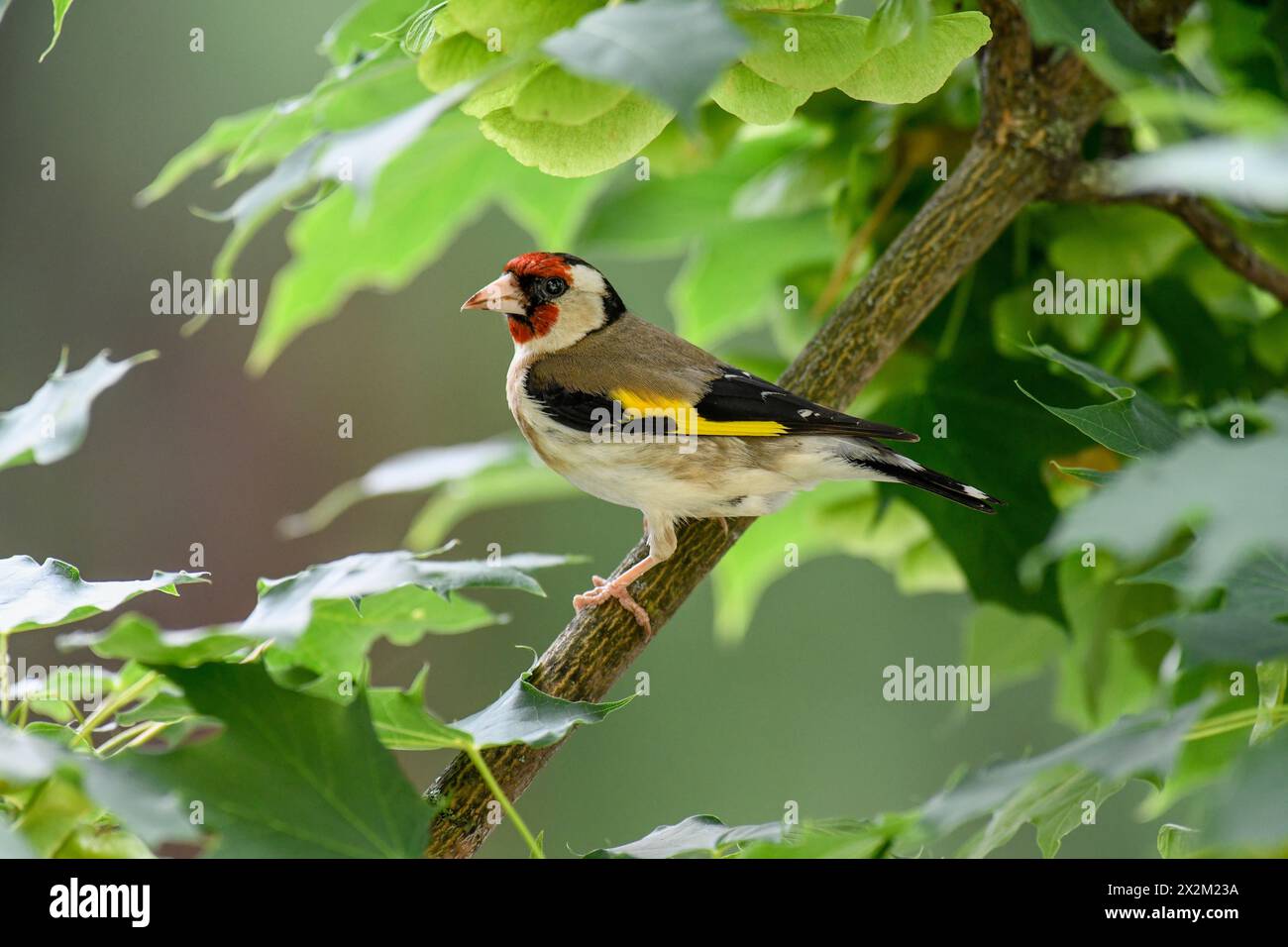 Zoologia, uccelli (Aves), Goldfinch europeo o goldfinch (Carduelis Carduelis) seduti su un ramoscello, ULTERIORI DIRITTI-CLEARANCE-INFO-NOT-AVAILABLE Foto Stock