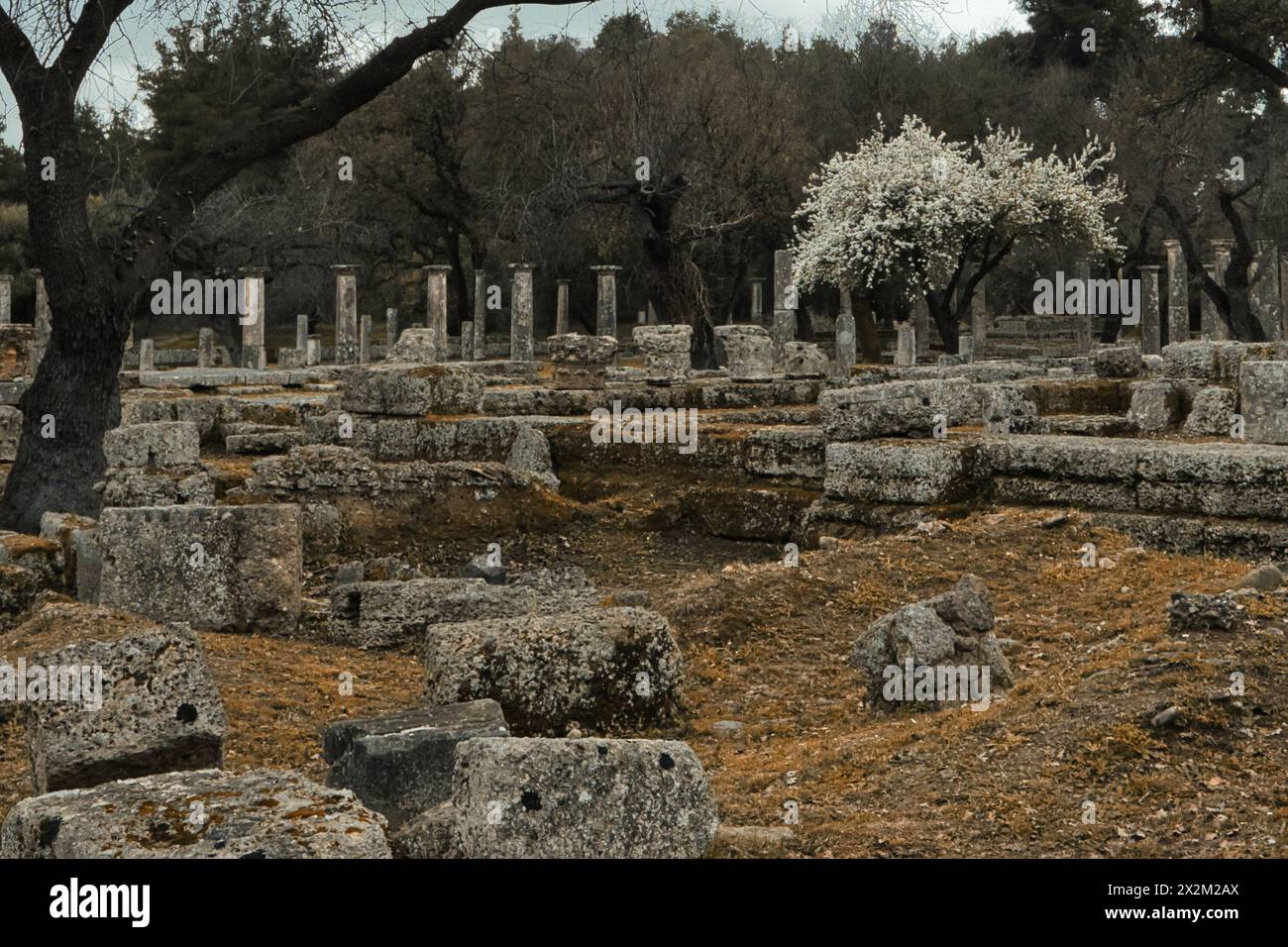 Segni di primavera con fioritura sugli alberi nel sito UESCO di Olympia in Grecia Foto Stock