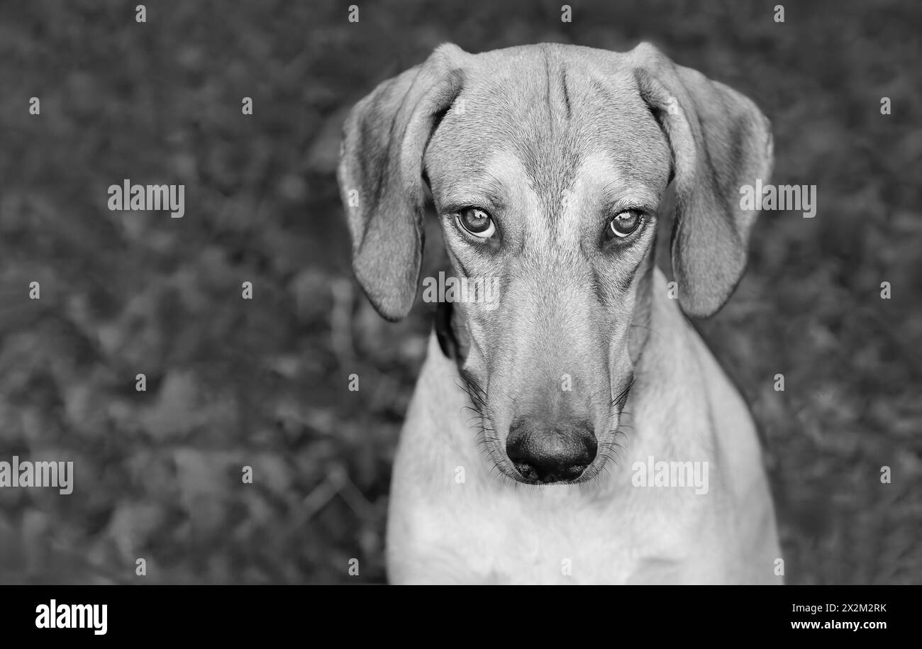 Primo piano di Un cane dall'aspetto colpevole con sfondo naturale all'aperto bianco e nero Foto Stock