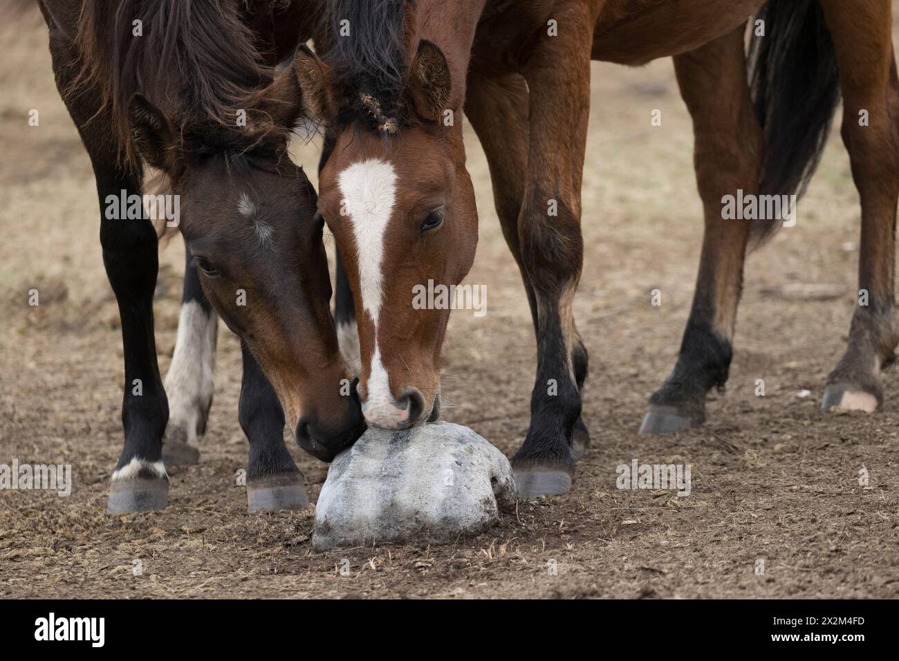 Steppa di cavallo selvatica Kazakistan mandria equina Zhabe Foto Stock