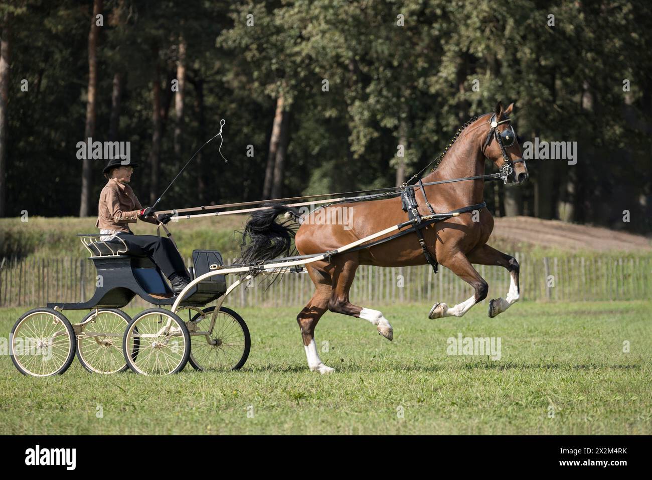 Fokpaardendag Lierop Dutch Harness Horse Paesi Bassi Europa Foto Stock