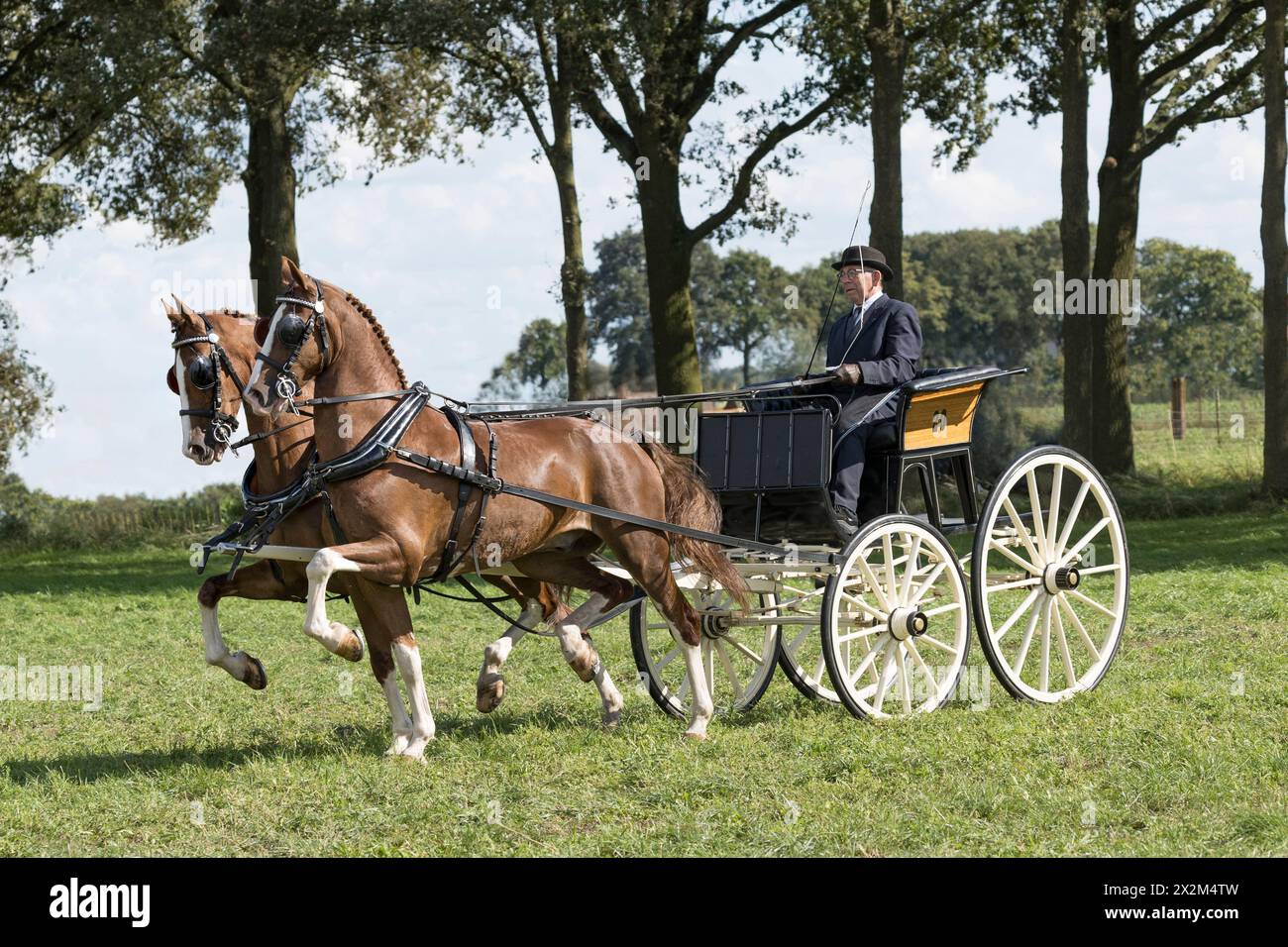 Fokpaardendag Lierop Dutch Harness Horse Paesi Bassi Europa Foto Stock