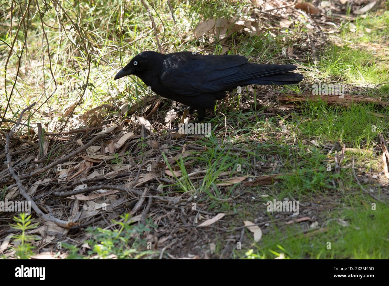 Il corvo australiano è un uccello nero con becco nero, bocca e lingua e robusti gambe e piedi neri o grigi-neri. Foto Stock