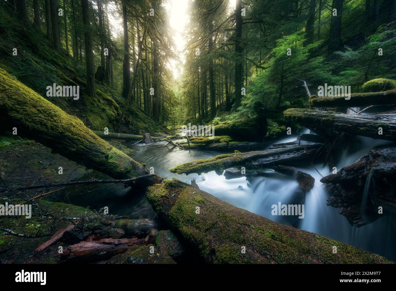 Geografia / viaggi, Stati Uniti, Washington, Panther Creek, INFORMAZIONI-DIRITTI-AGGIUNTIVI-AUTORIZZAZIONE-NON-DISPONIBILI Foto Stock