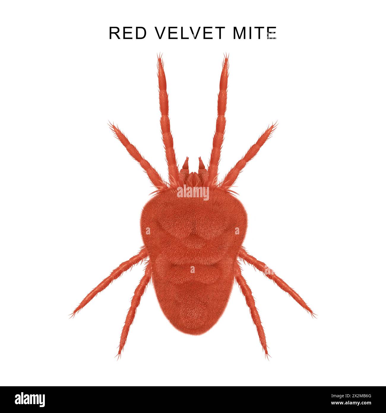 Illustrazione di acaro in velluto rosso (Trombicula autumnalis) Foto Stock