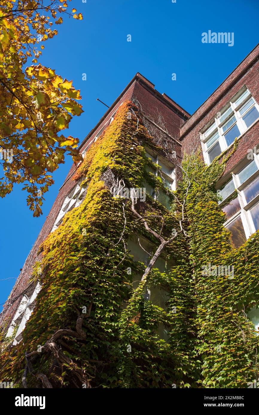 Una pianta di edera matura cresce su una facciata in mattoni di un edificio commerciale situato a Ithaca, New York, fotografata durante una giornata autunnale senza nuvole. Foto Stock