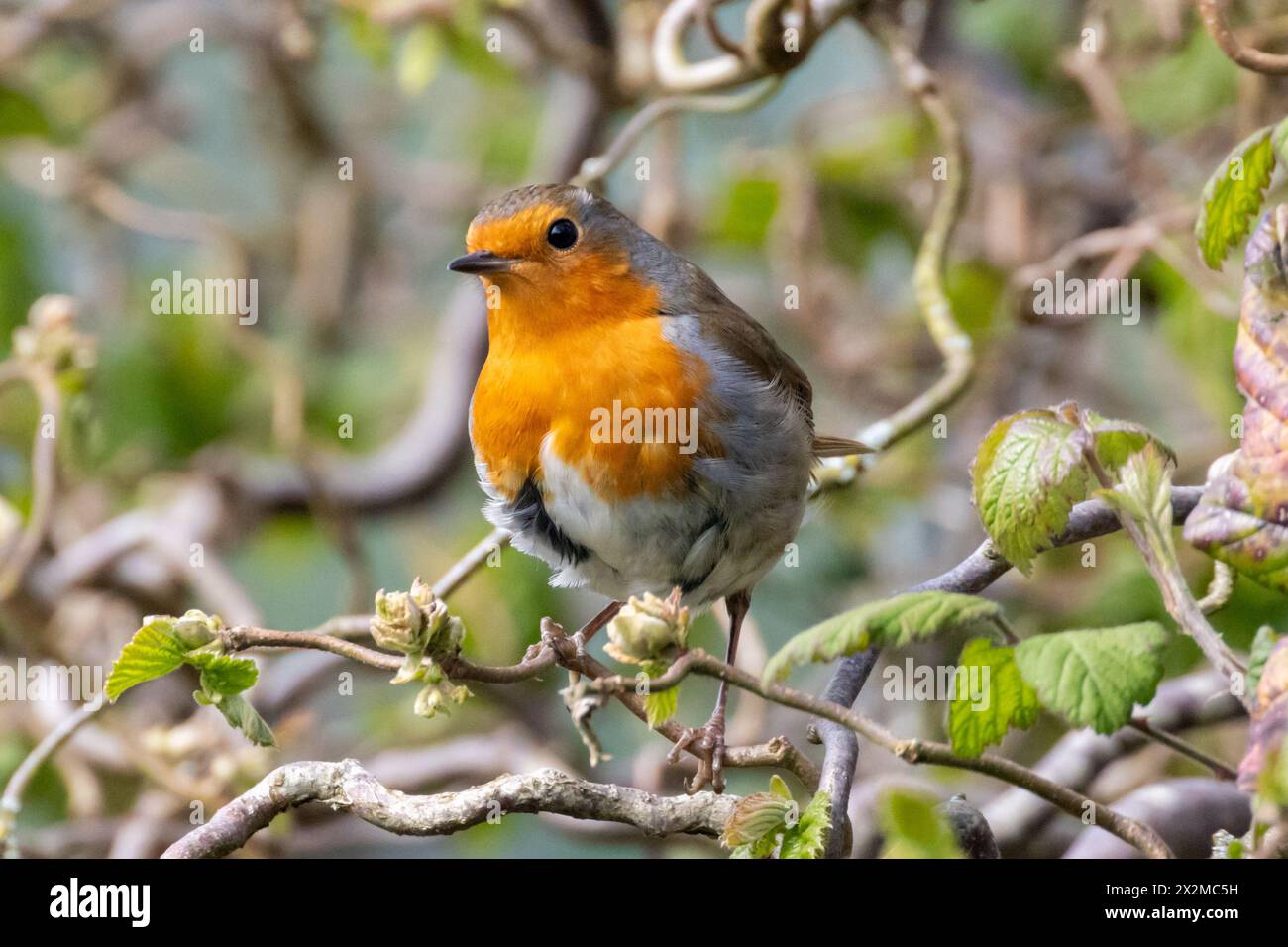 Un Robin, erithacus rubecula siede sui rami di un albero di Hazel contorto. Sussex, Regno Unito Foto Stock