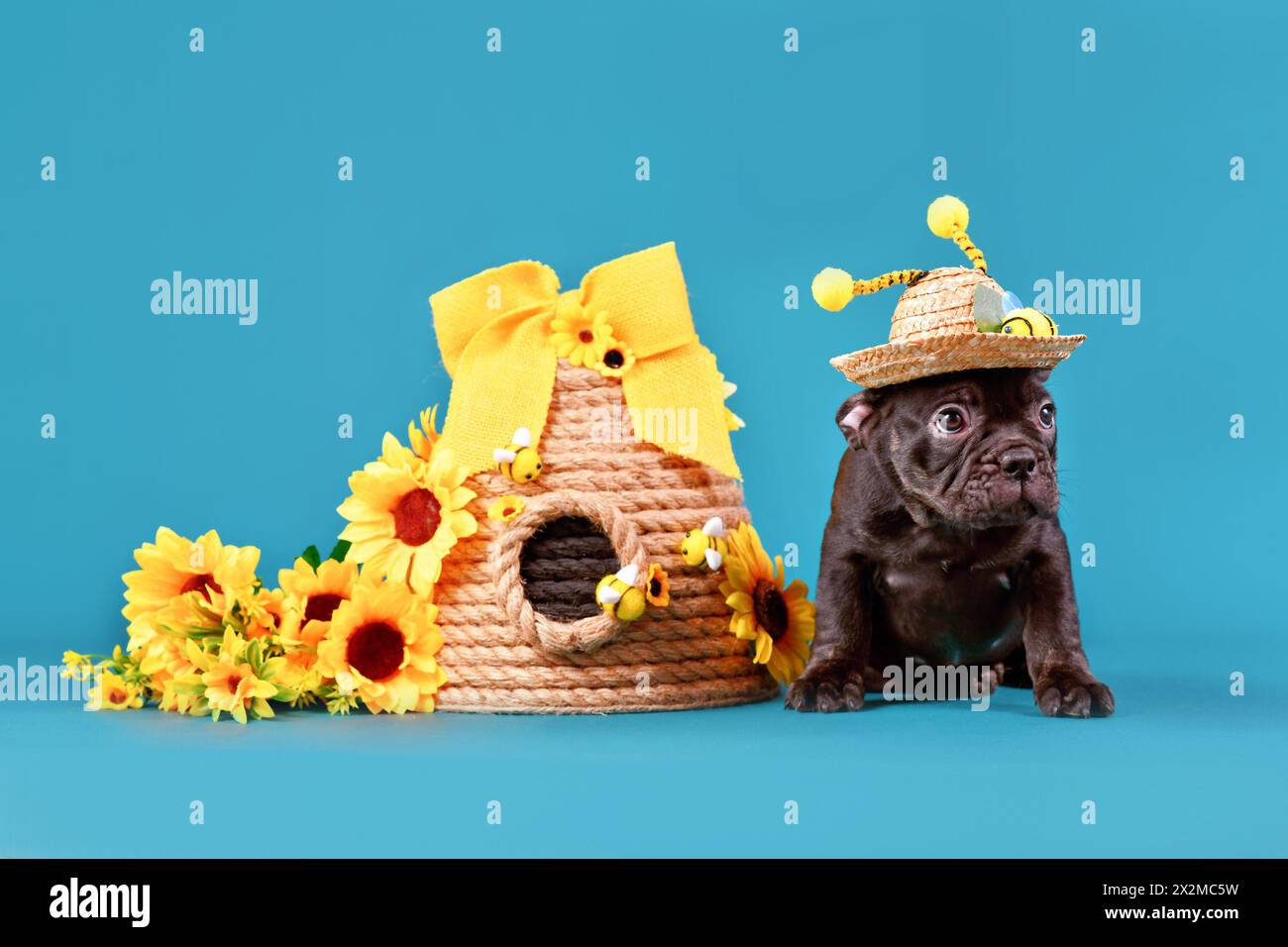 Cucciolo di cane Bulldog francese nero con cappello di paglia e corna in costume di api seduto accanto all'alveare e girasoli su sfondo blu Foto Stock