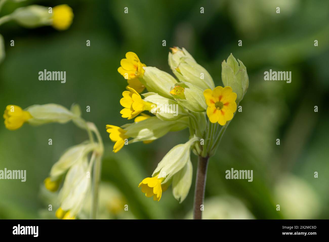 Cowslip, Primula veris. REGNO UNITO Foto Stock