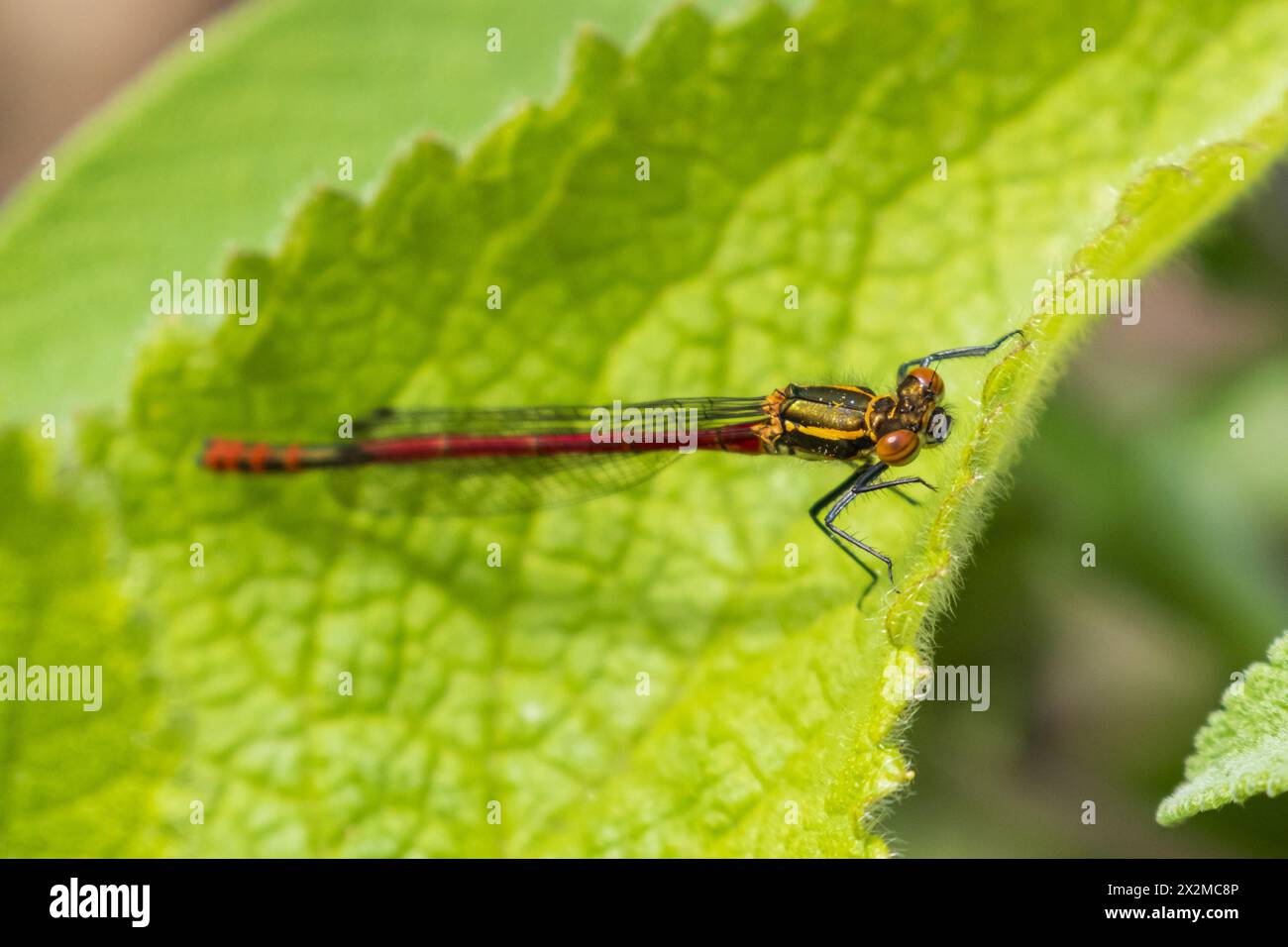 Grande damigella rossa, Pyrrhosoma nymphula. REGNO UNITO Foto Stock
