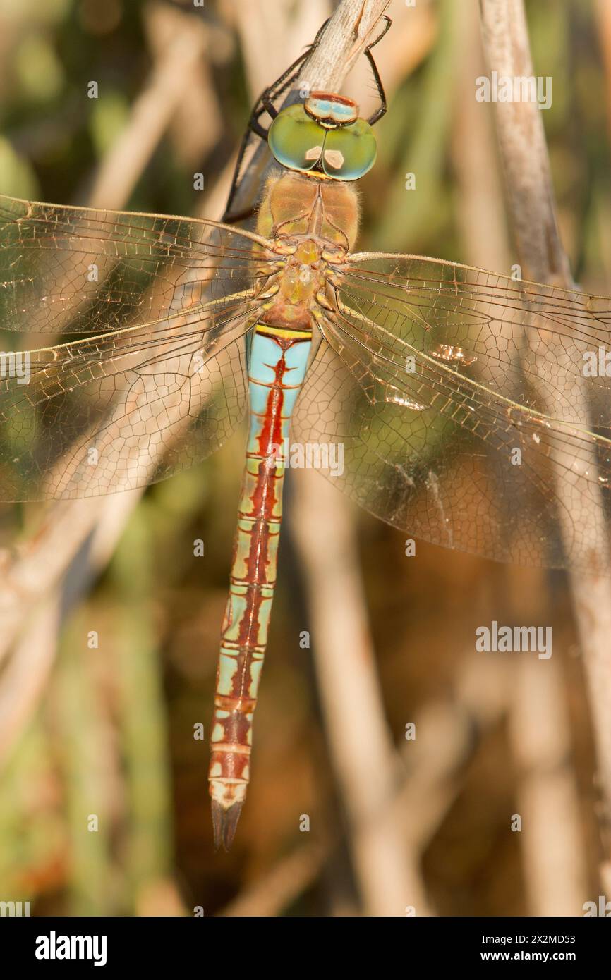 Foto macro dall'alto che cattura i dettagli intricati delle ali di una libellula e del corpo vibrante mentre si appoggia su un ramoscello asciutto. Foto Stock