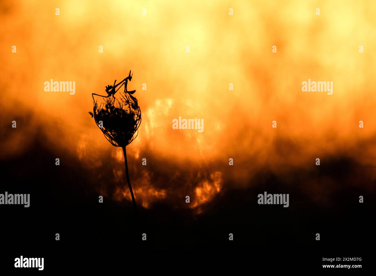 Libellule sagomate catturate in un'ipnotica danza sulla cima di una pianta contro le calde sfumature del sole che tramonta. Foto Stock
