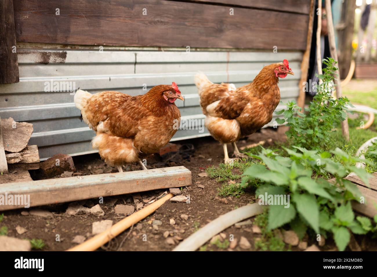 Due galline brune che si nutrono vicino a un capannone di legno in un ambiente rurale bucolico, emblema della vita contadina Foto Stock