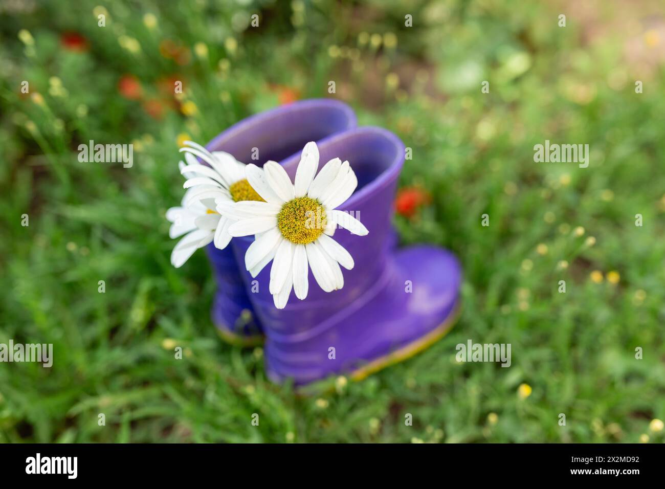 Un paio di stivali da pioggia viola situati sull'erba verde con margherite bianche fresche Foto Stock