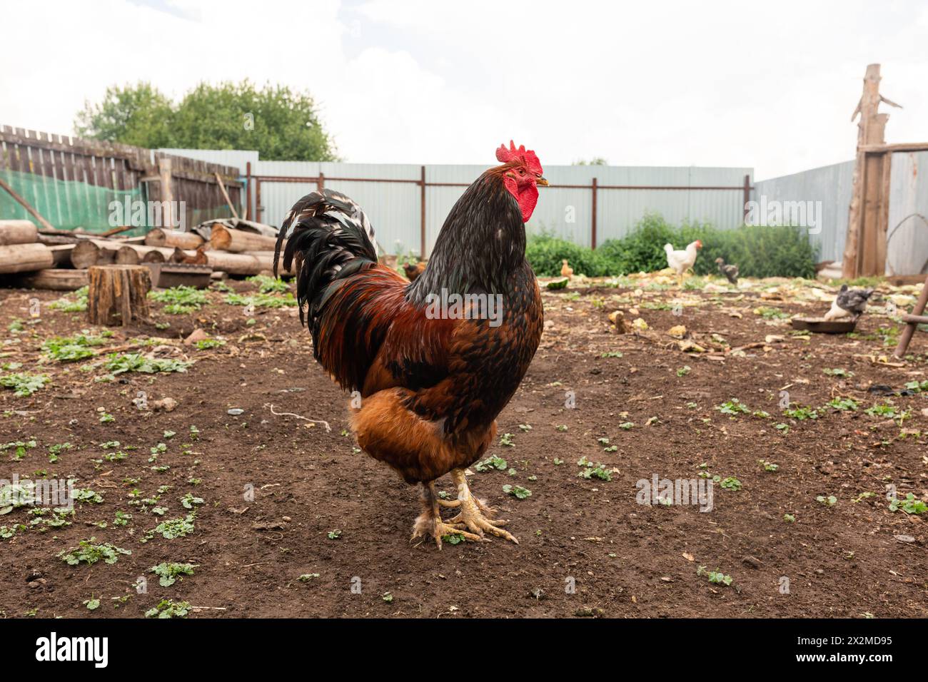 Un vivace gallo si trova in una fattoria con galline che si nutrono sullo sfondo, mostrando una tipica scena di campagna Foto Stock