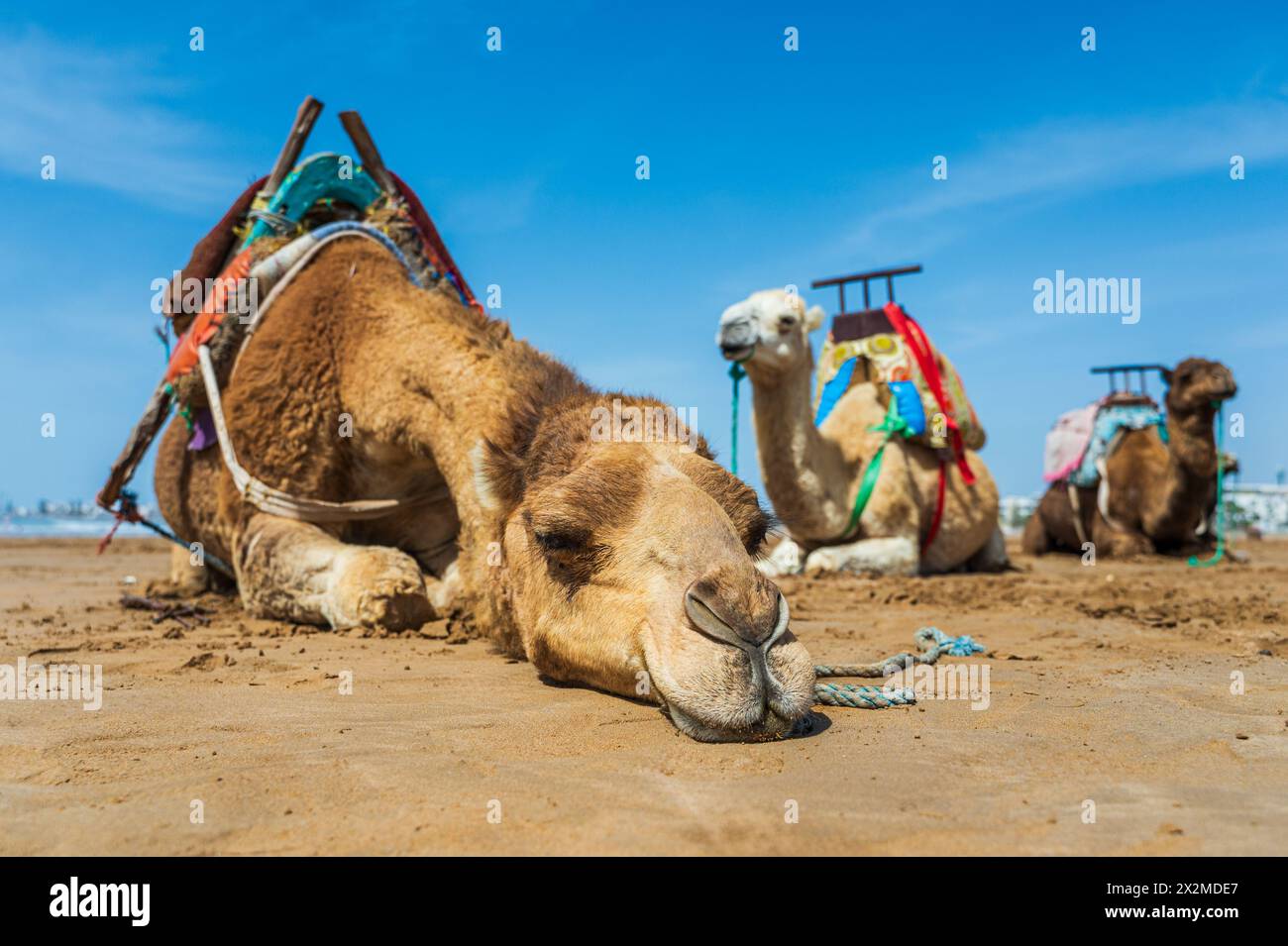 Cammelli che riposano sulla spiaggia sabbiosa del Marocco con selle colorate, che mostrano la cultura tradizionale marocchina. Foto Stock