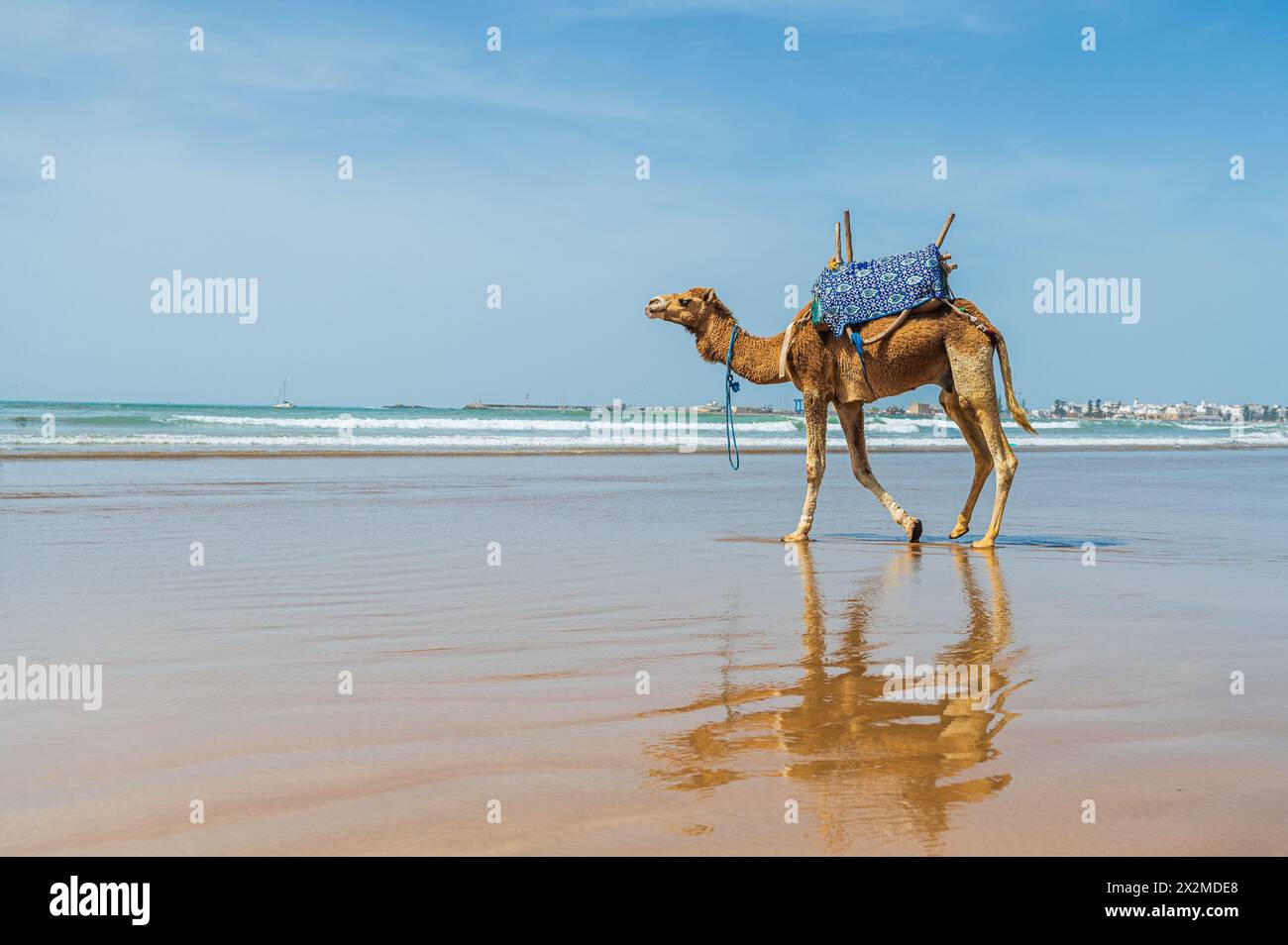 Un cammello adornato da una variopinta sella cammina piacevolmente lungo una spiaggia soleggiata in Marocco, con onde dolci e vedute lontane del paesaggio urbano che offrono un ambiente sere Foto Stock