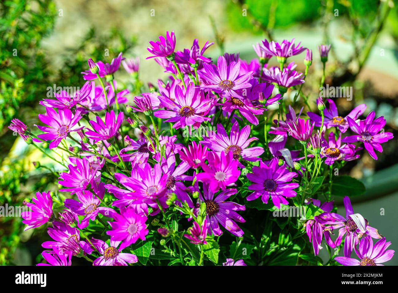Senetti magenta Bicolor fiori in un giardino nel Regno Unito Foto Stock