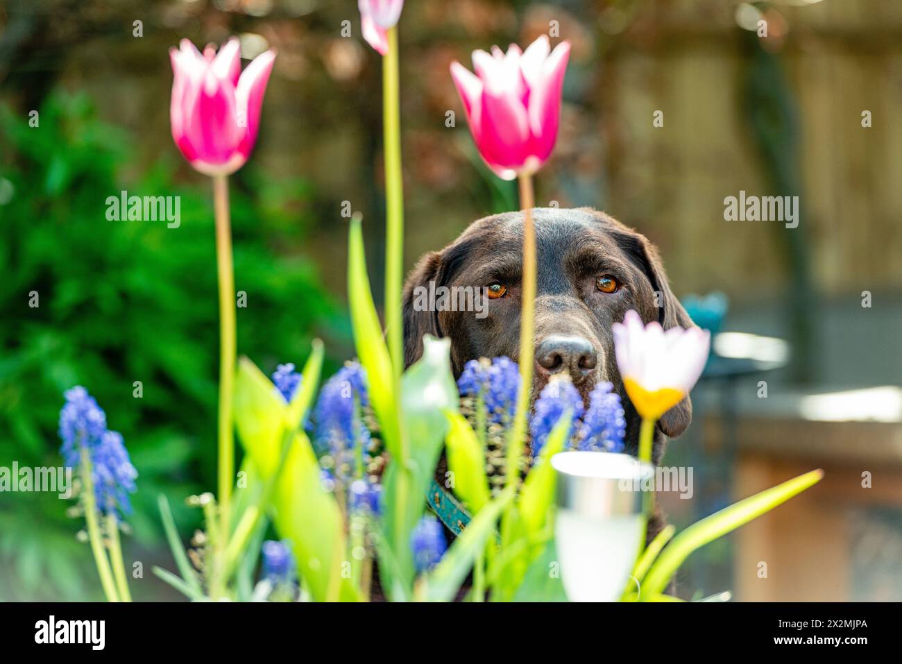 labrador al cioccolato nascosto dietro i fiori in un giardino nel Regno Unito. Foto Stock