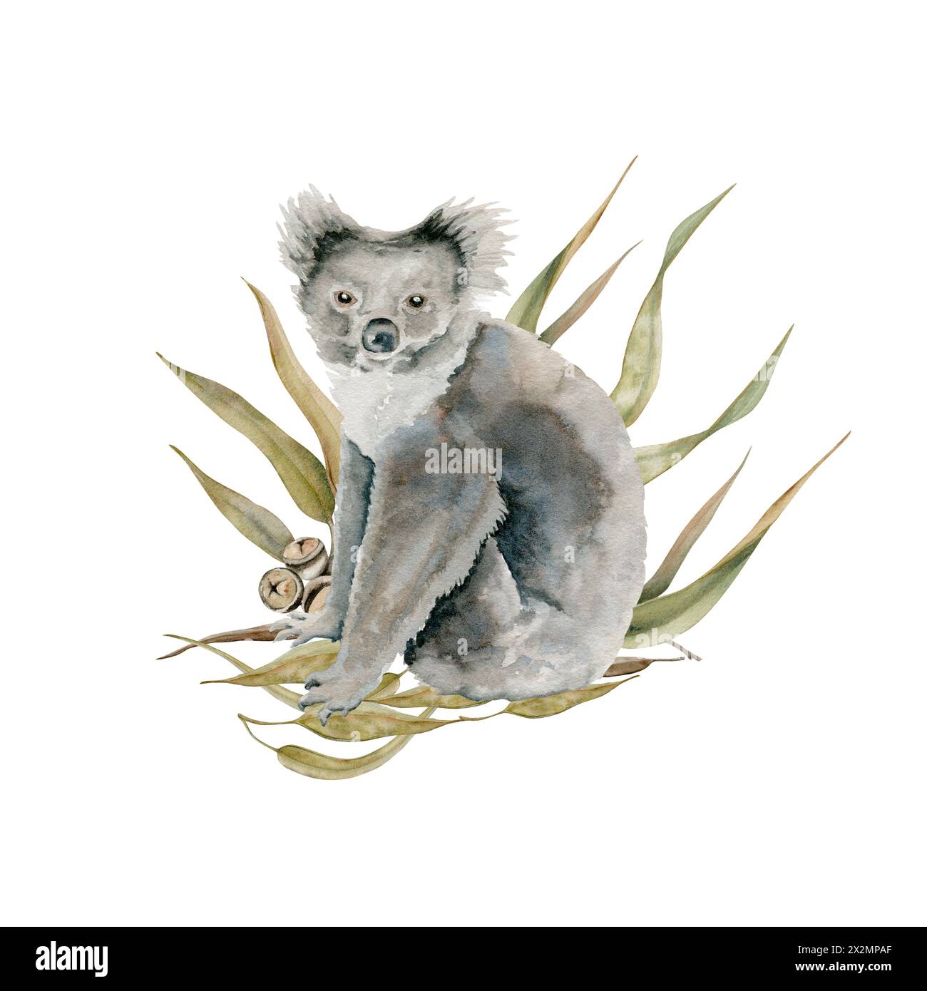 Orso di koala con foglie di eucalipto. Illustrazione acquerello isolata su sfondo bianco. Animale australiano endemico disegnato a mano per le carte Foto Stock