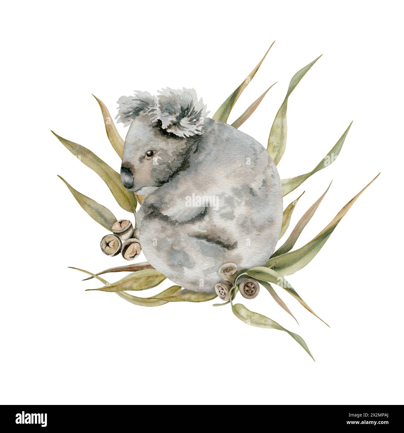 Orso di koala con foglie di eucalipto. Illustrazione acquerello isolata su sfondo bianco. Animale australiano endemico disegnato a mano per le carte Foto Stock