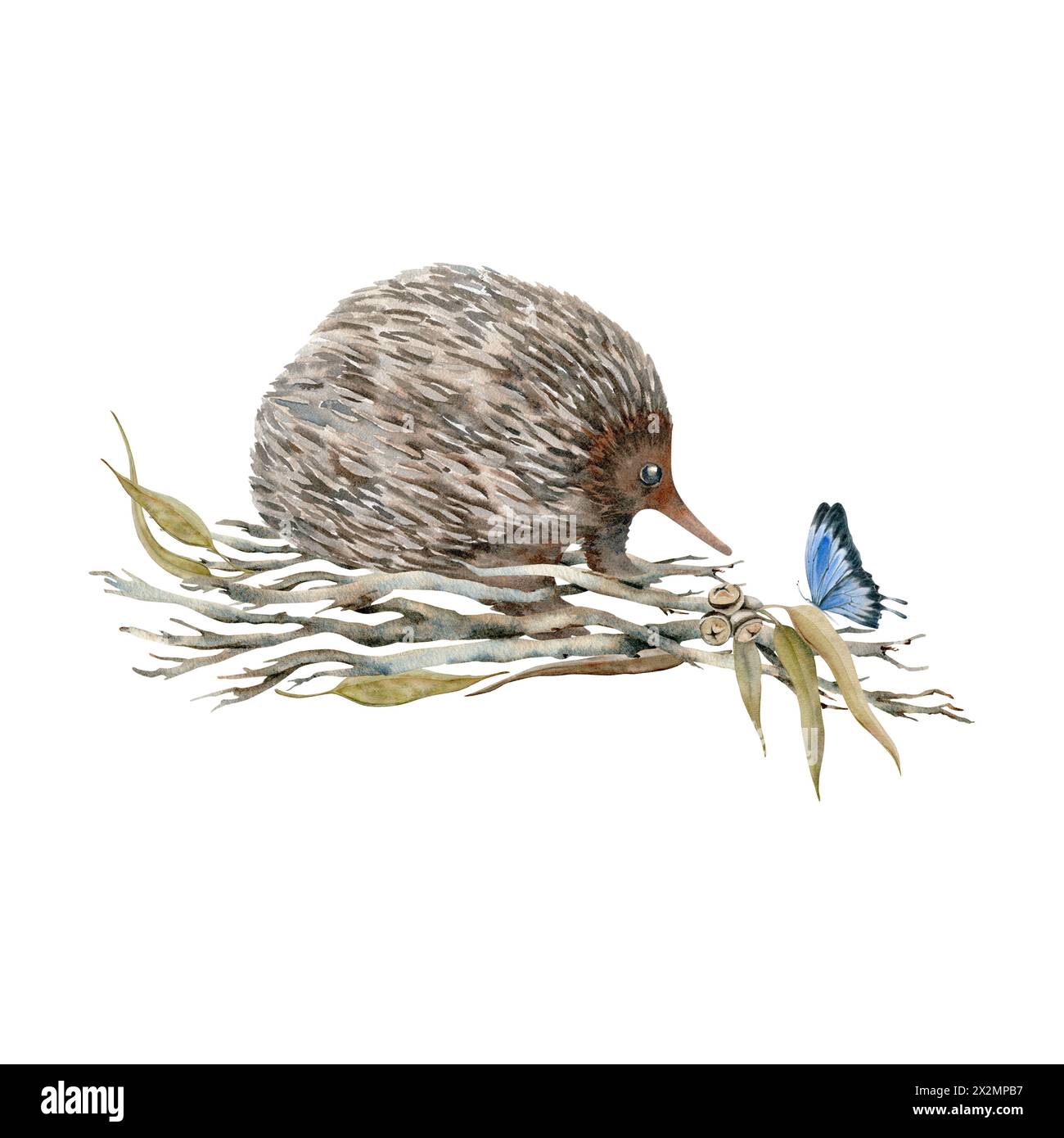 Graziosa echidna con farfalla su rami di alberi secchi. Illustrazione acquerello isolata su sfondo bianco. Animale australiano endemico disegnato a mano per le carte Foto Stock