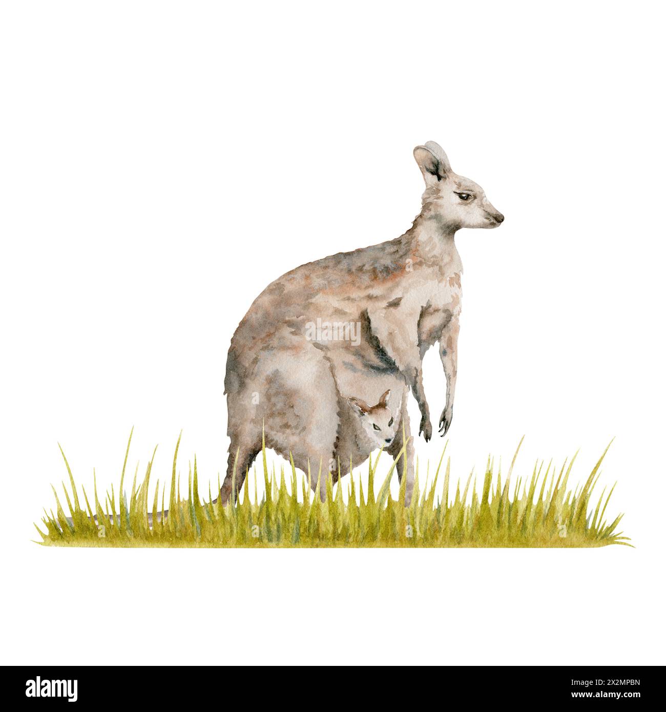 Canguro con un joey sulla striscia d'erba. Illustrazione acquerello isolata su sfondo bianco. Animale australiano endemico disegnato a mano per disegni di carte Foto Stock