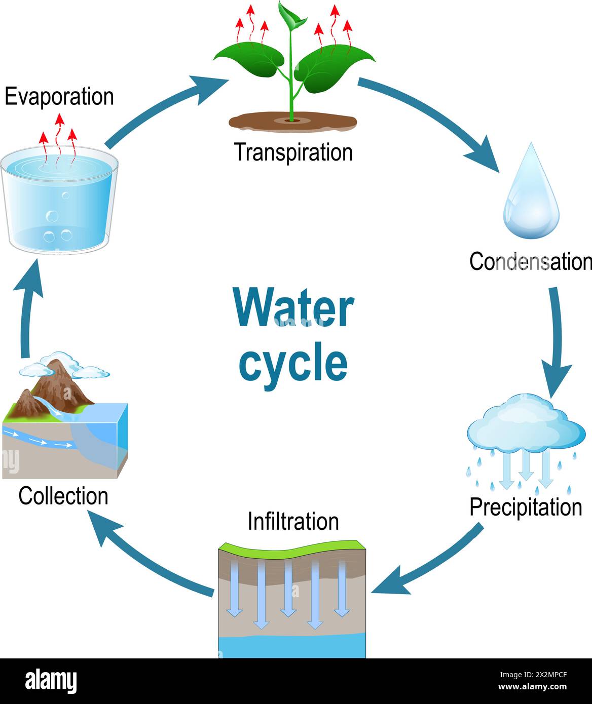 Ciclo dell'acqua. Rappresentazione schematica del ciclo dell'acqua in natura. Circolazione e condensa. il ciclo idrologico elabora visivamente per Illustrazione Vettoriale