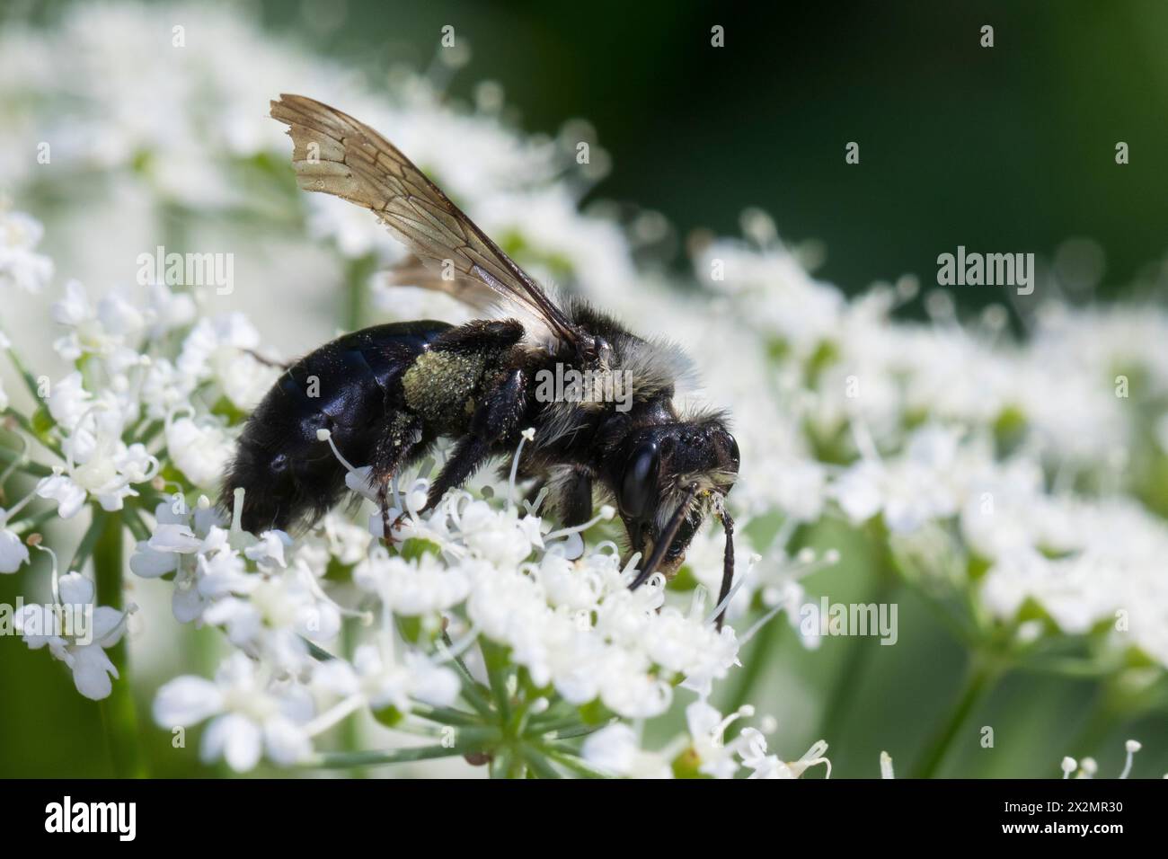 Graue Sandbiene, Düstere Sandbiene, Grauschwarze Düstersandbiene, Düstersandbiene, Düster-Sandbiene, Sandbiene, Weibchen, Andrena cineraria, Ashy mini Foto Stock