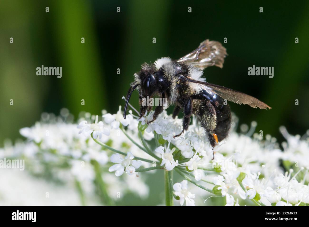 Graue Sandbiene, Düstere Sandbiene, Grauschwarze Düstersandbiene, Düstersandbiene, Düster-Sandbiene, Sandbiene, Weibchen, Andrena cineraria, Ashy mini Foto Stock