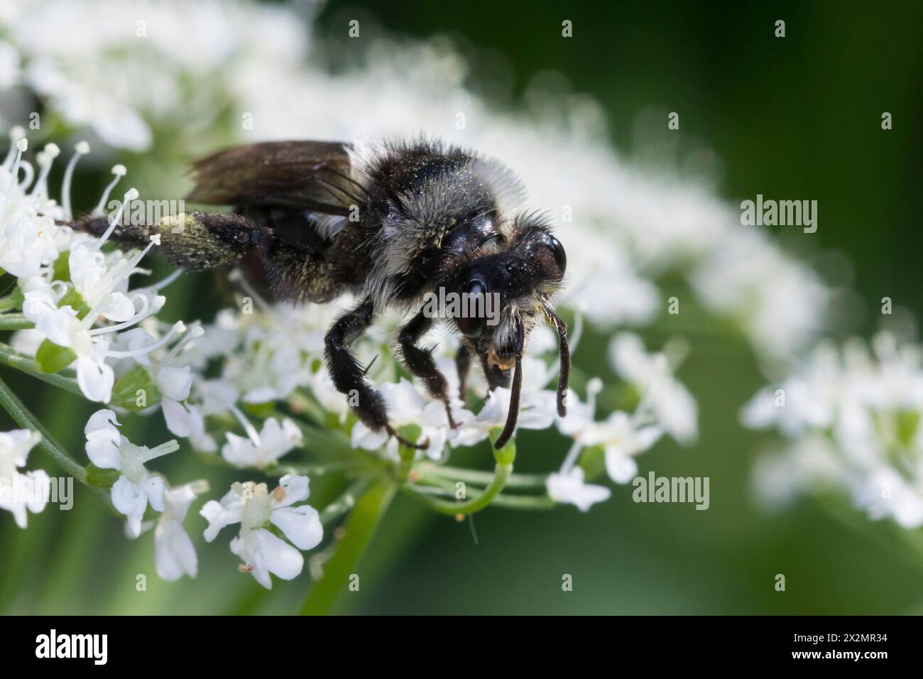 Graue Sandbiene, Düstere Sandbiene, Grauschwarze Düstersandbiene, Düstersandbiene, Düster-Sandbiene, Sandbiene, Weibchen, Andrena cineraria, Ashy mini Foto Stock