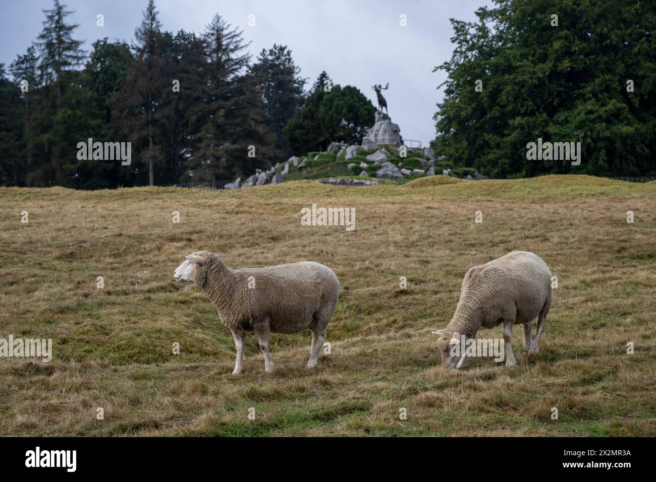 Pascolo di pecore al Newfoundland Memorial Park, Beaumont Hamel, Francia Foto Stock