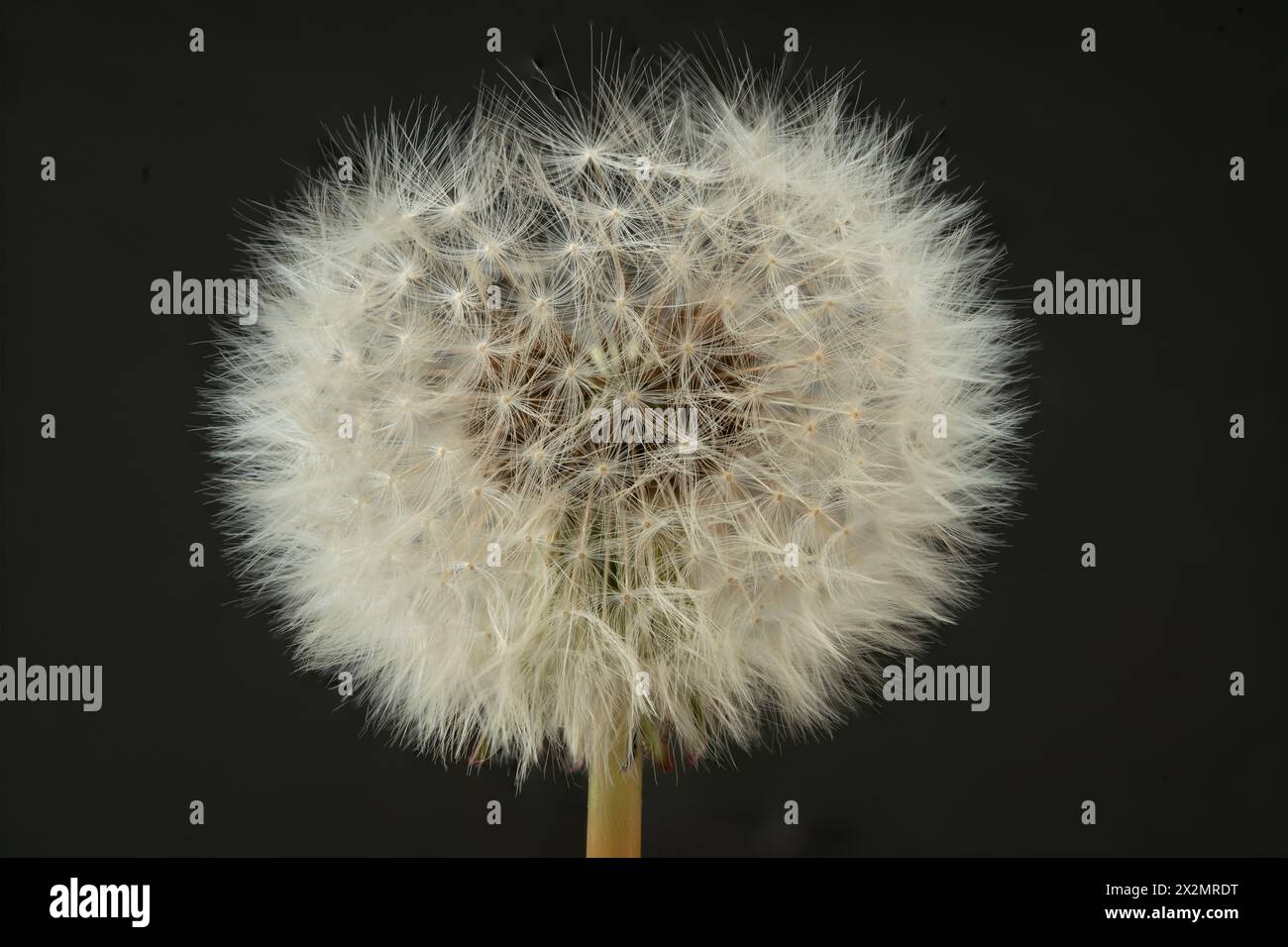 Macro di dente di leone con semi. Concetto di fragilità e transienza. Foto Stock