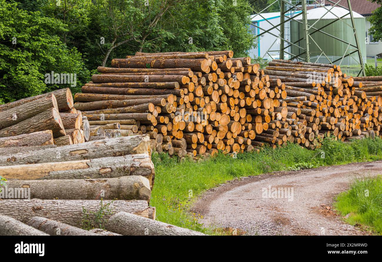 Zahlreiche Baumstämme füllen das Holzlager im Südschwarzwald. (Titisee-Neustadt, Deutschland, 04.06.2022) Foto Stock