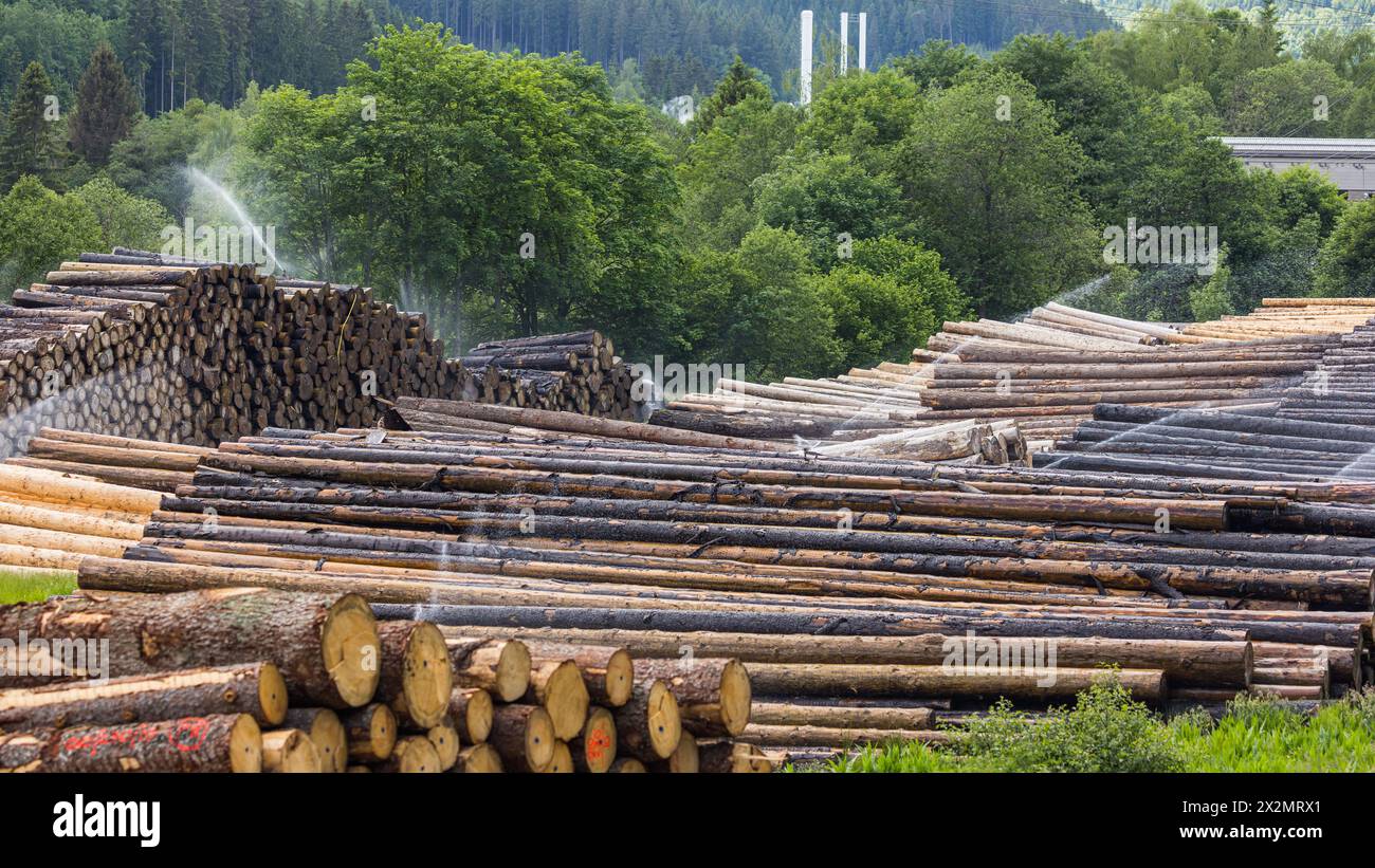 Zahlreiche Baumstämme füllen das Holzlager im Südschwarzwald. (Titisee-Neustadt, Deutschland, 04.06.2022) Foto Stock