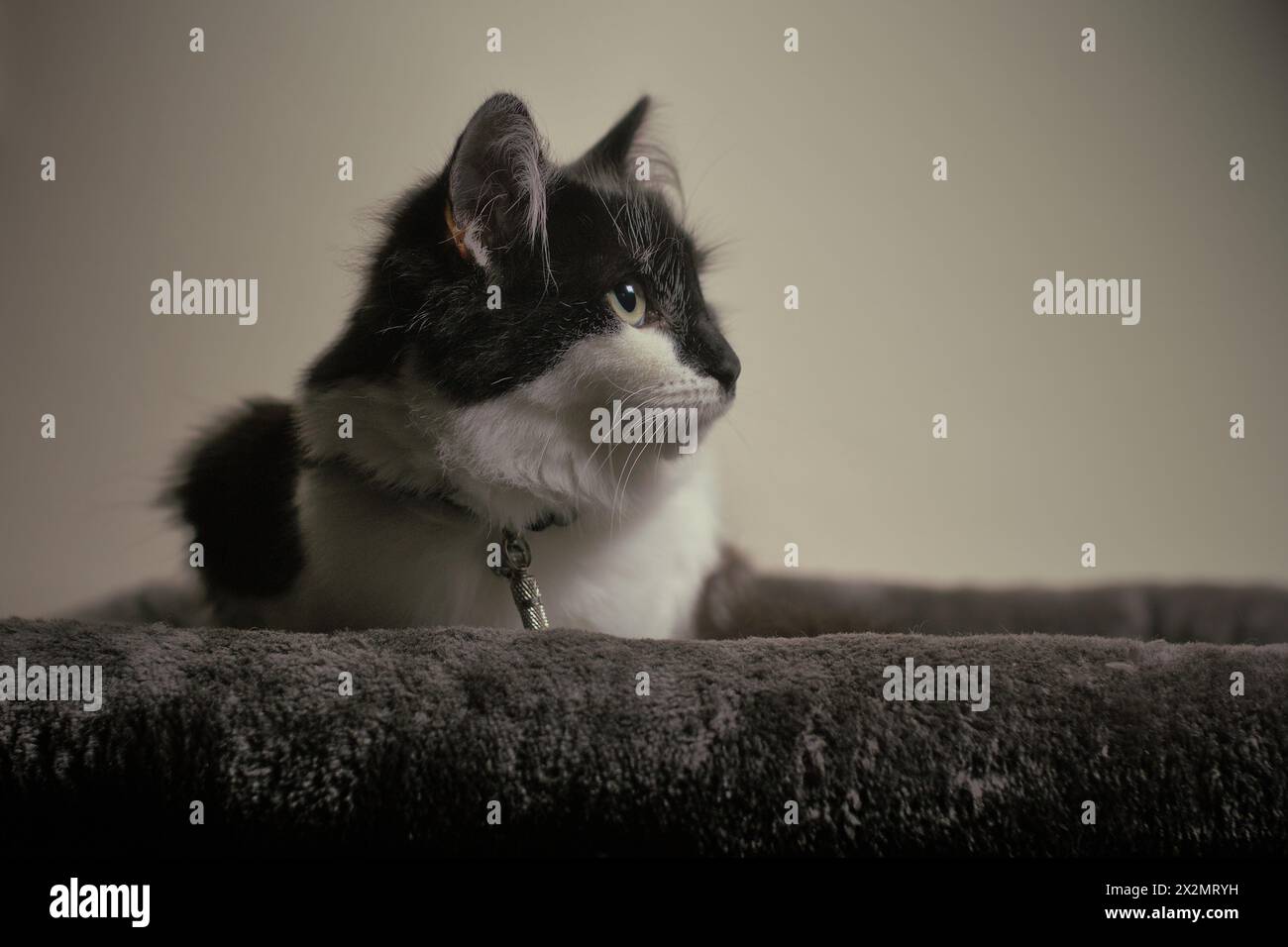 Avviso, gatto/gattino di 8 mesi, con capelli lunghi/medi, seduto accovacciato guardando a destra con spazio. Catchlight negli occhi. Foto Stock