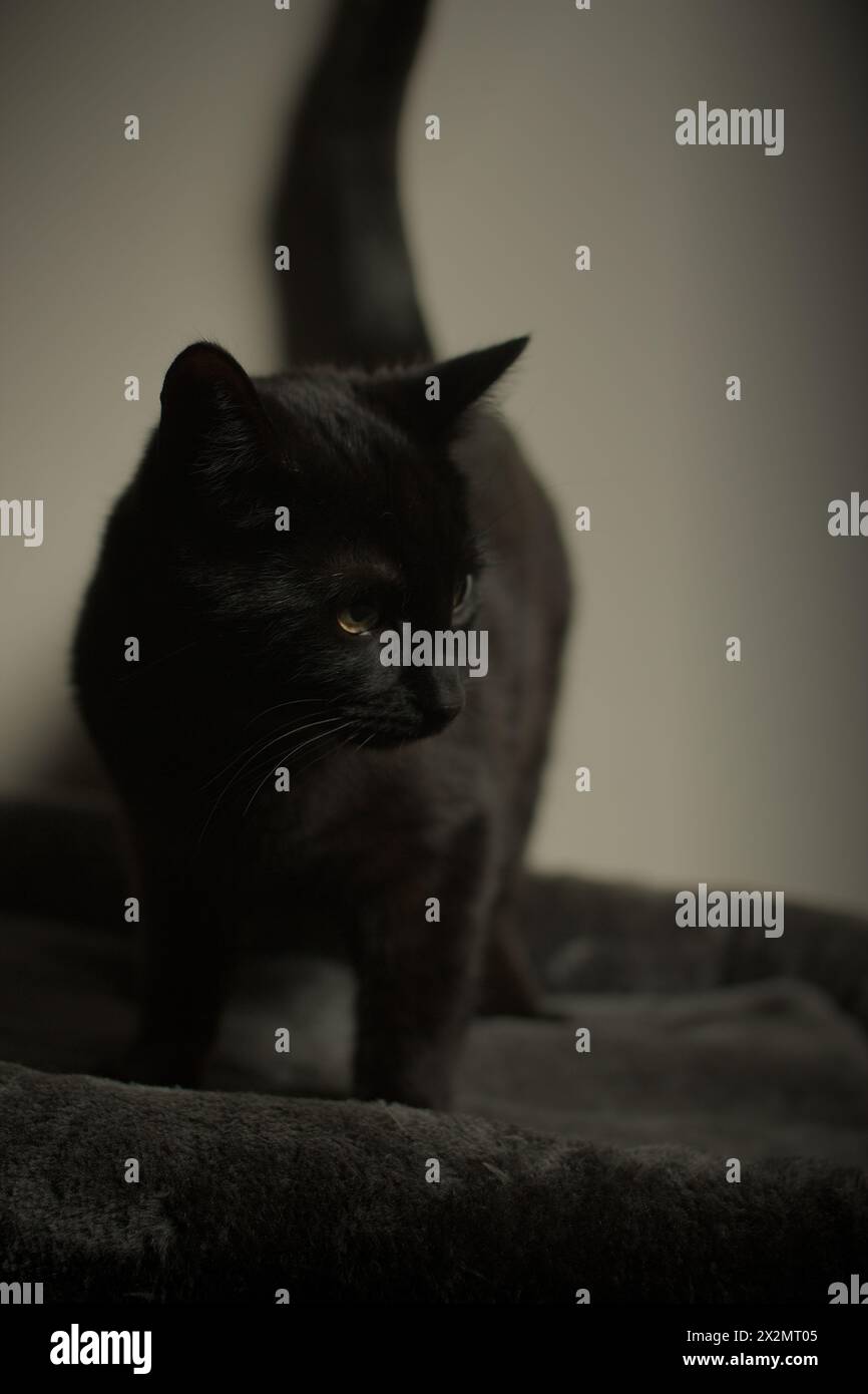 Avvisa il ritratto in studio di gatto/gattino nero dai capelli corti di 8 mesi, pronto a balzare guardando a destra, orientamento verticale. Occhi verdi. Foto Stock
