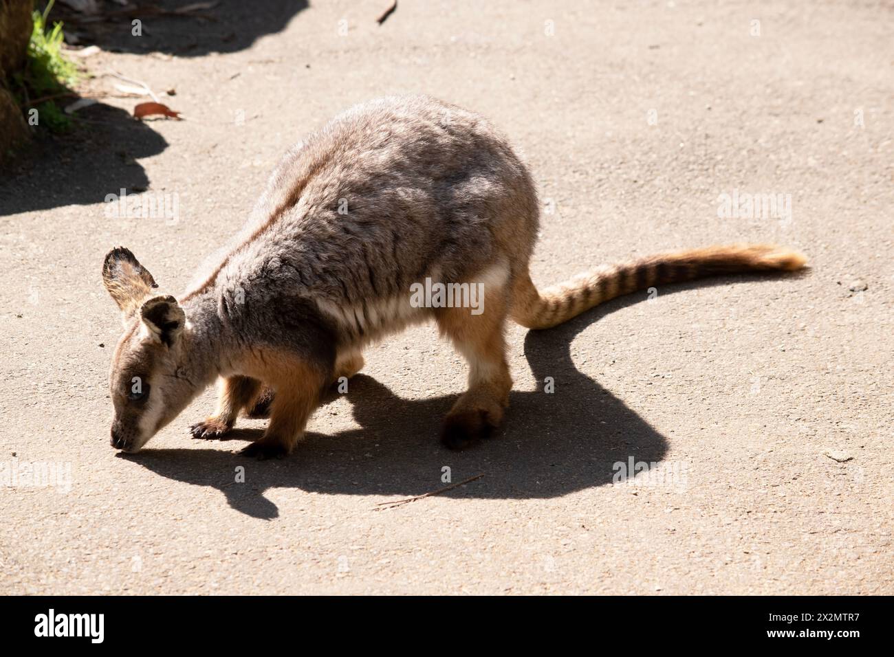 Il wallaby Rock dai piedi gialli è colorato con una striscia bianca di guancia e orecchie arancioni. Foto Stock