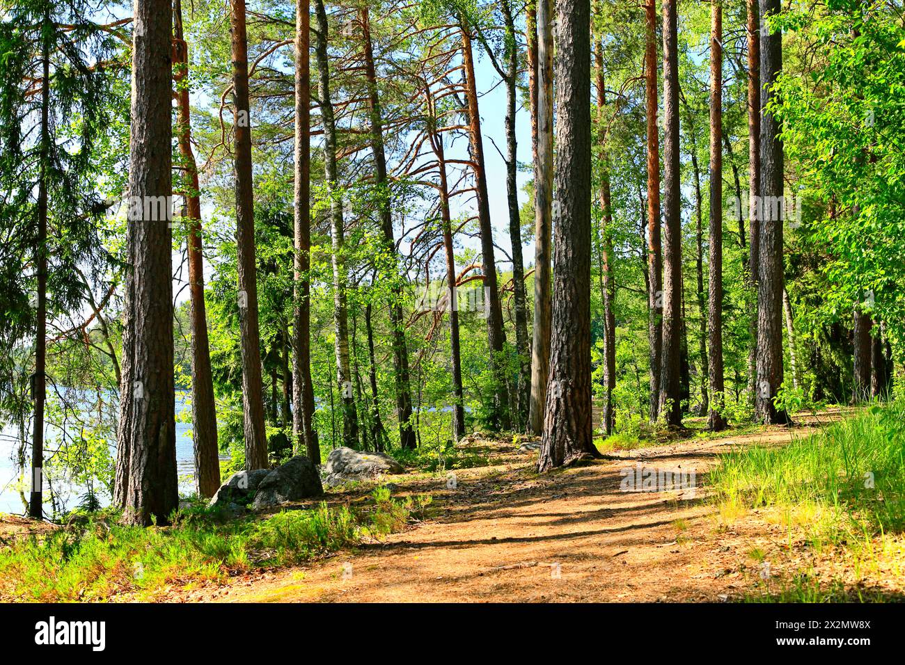 Camminate lungo il sentiero pedonale sul lago nella verde foresta estiva in una bella giornata di sole. Vigilia di mezza estate 2023, lago Varhemanjarvi, Nummi-Pusula, Finlandia. Foto Stock