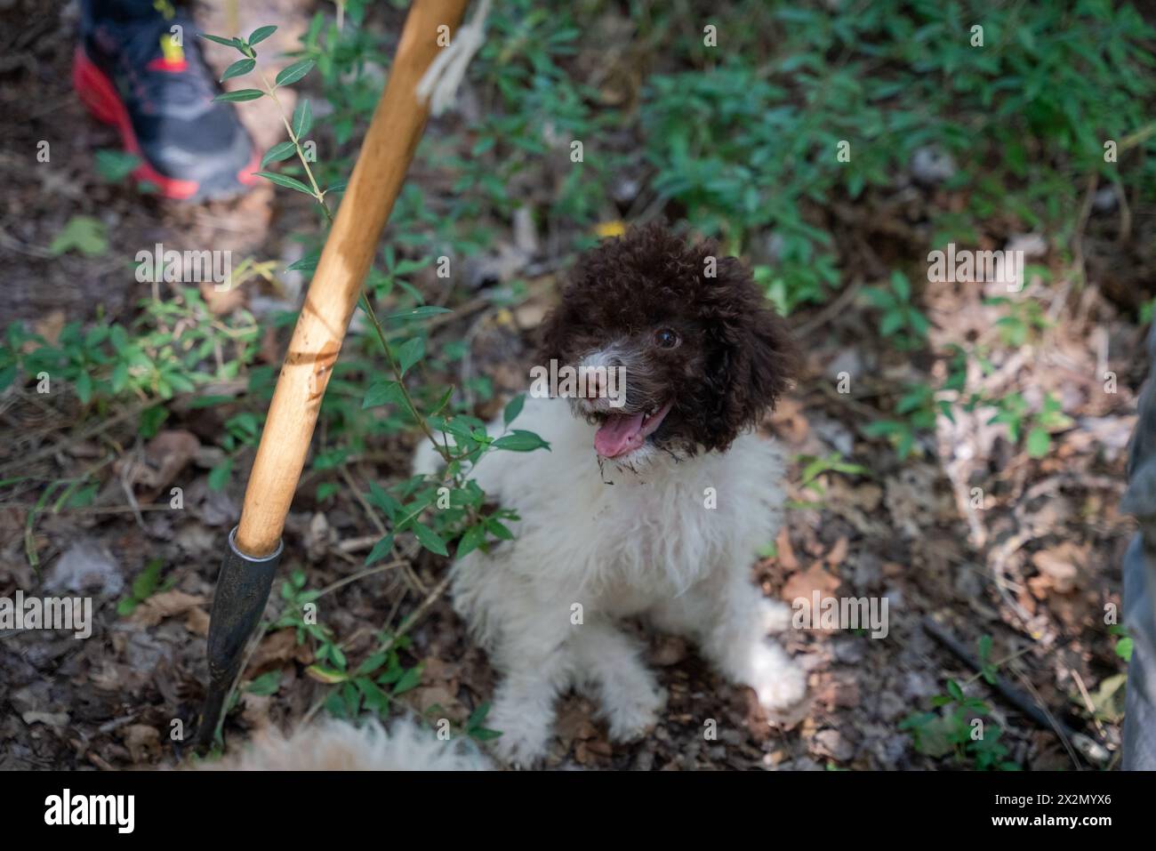 tartufi, jack russell terrier, tartufo, cacciatori di tartufi, cani, cane Foto Stock