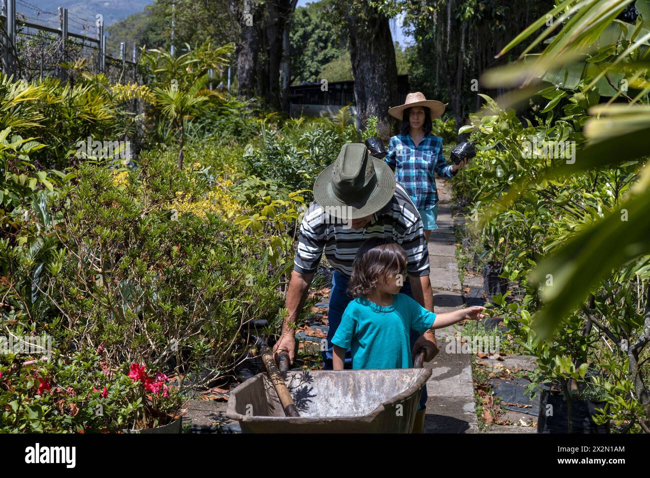Giardinaggio con bambini. Nonno con sua figlia e nipote latinoamericano lavorano sui cespugli nel giardino della sua casa. Hobby e tempo libero, Foto Stock