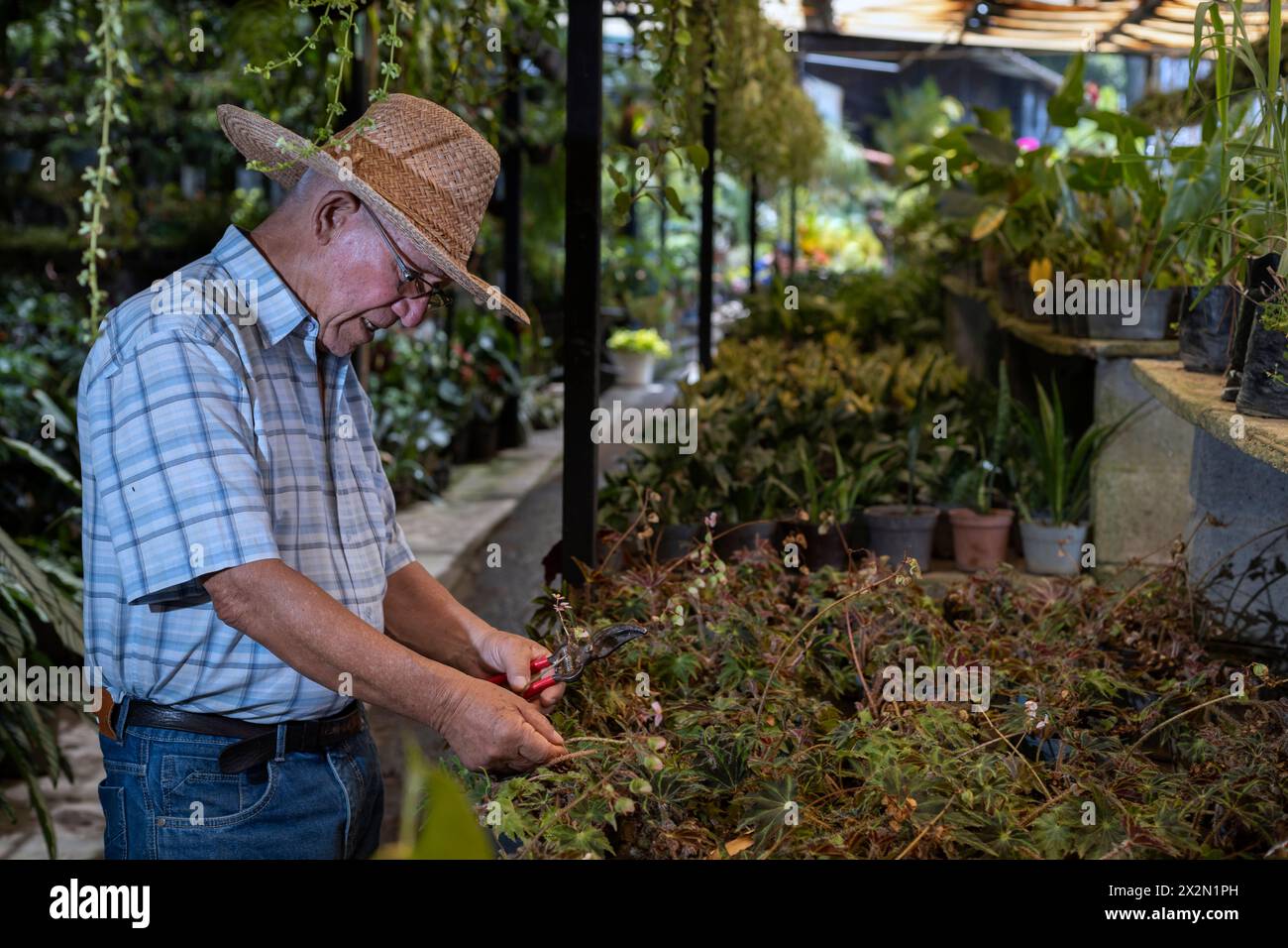 Un anziano latinoamericano in cappello di paglia potenzia una pianta dal suo vivaio. Concetto di giardinaggio, pensionati, hobby e tempo libero. Foto Stock