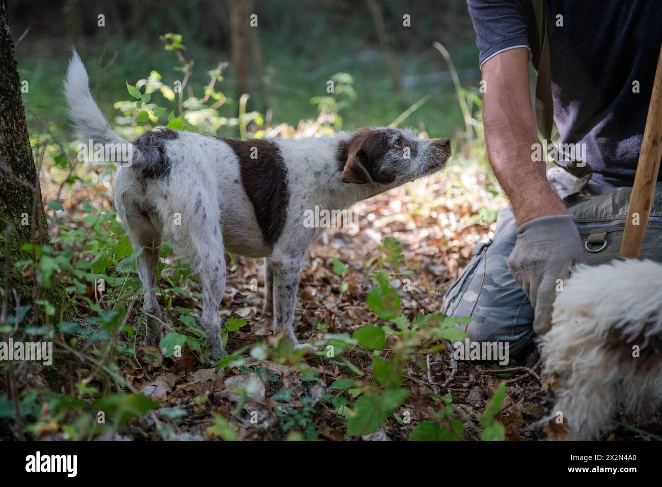 tartufi, jack russell terrier, tartufo, cacciatori di tartufi, cani, cane Foto Stock